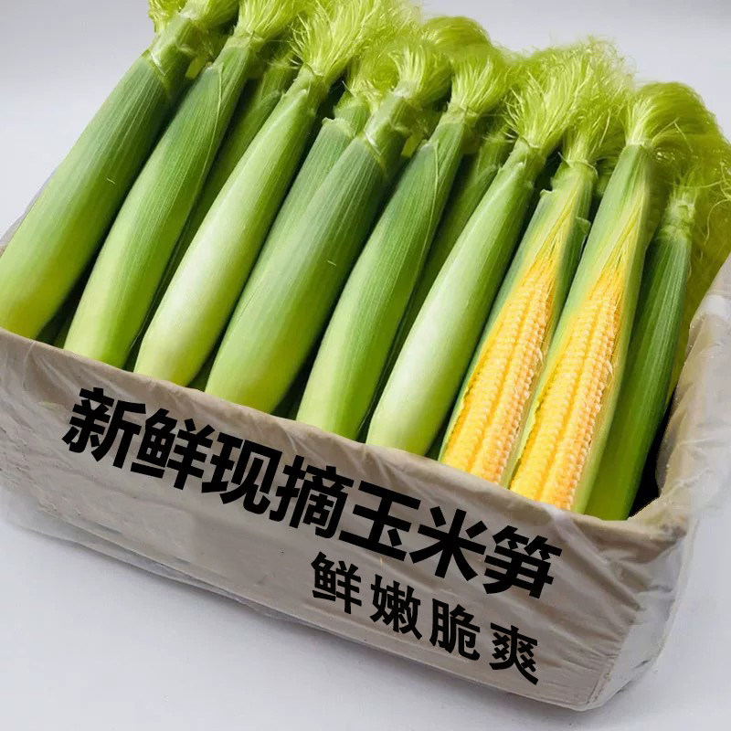 新鲜现摘玉米笋5斤,鲜甜脆嫩!
