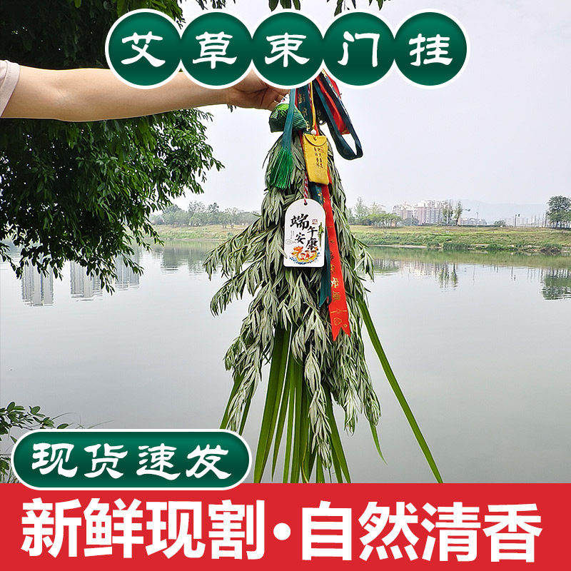 新鲜艾草根整棵艾叶菖蒲束整艾草叶长颗艾束端午挂门艾蒿驱蚊泡脚
