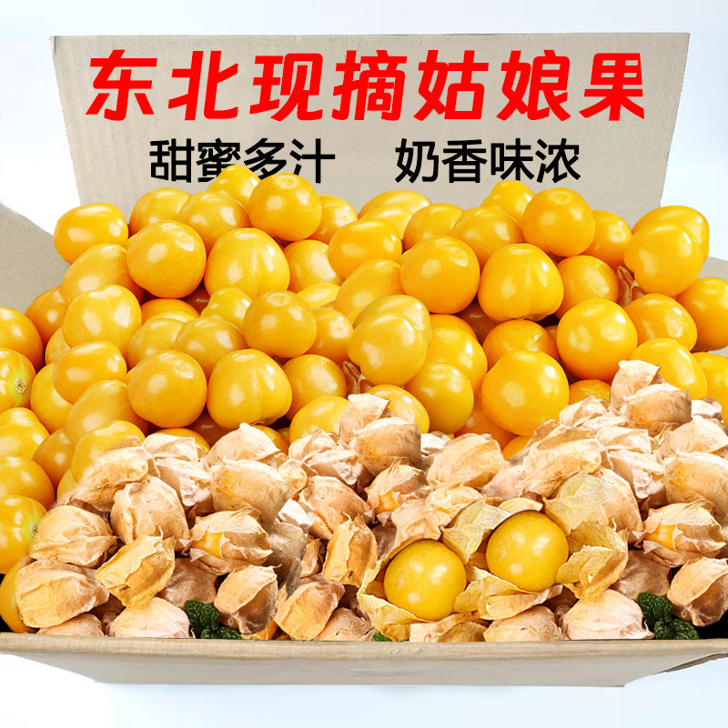 现摘东北姑娘果大果,饱满多汁!