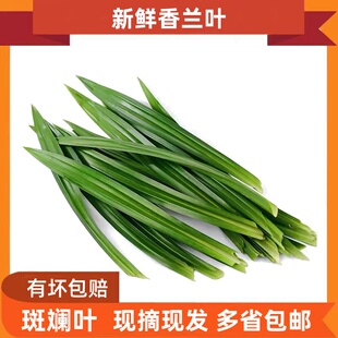 新鲜香兰叶 斑斓叶千层斑斓糕芒果糯米饭调味烘焙蛋糕用摆盘