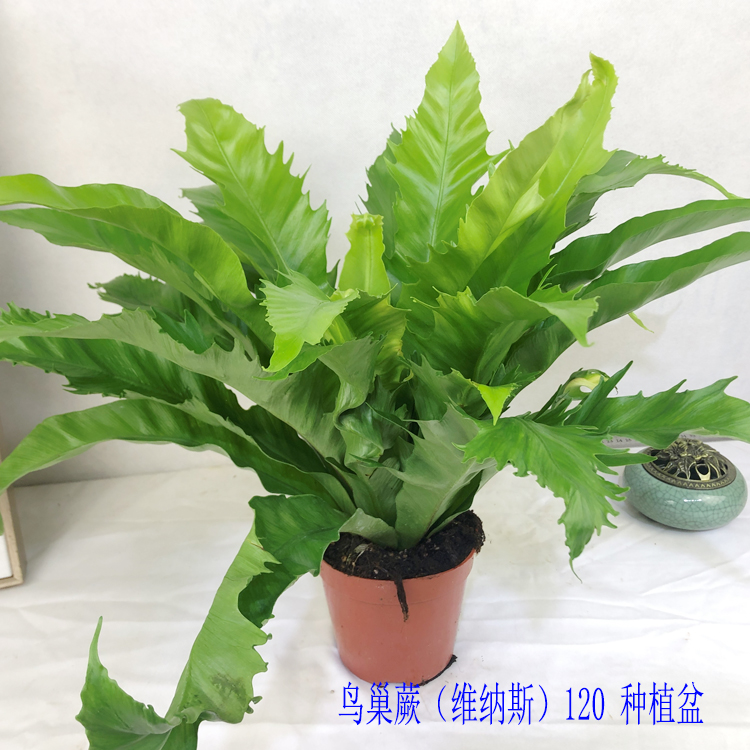 鸟巢蕨维纳斯铁线蕨盆栽室内桌面绿植净化空气植物耐阴好养蕨类