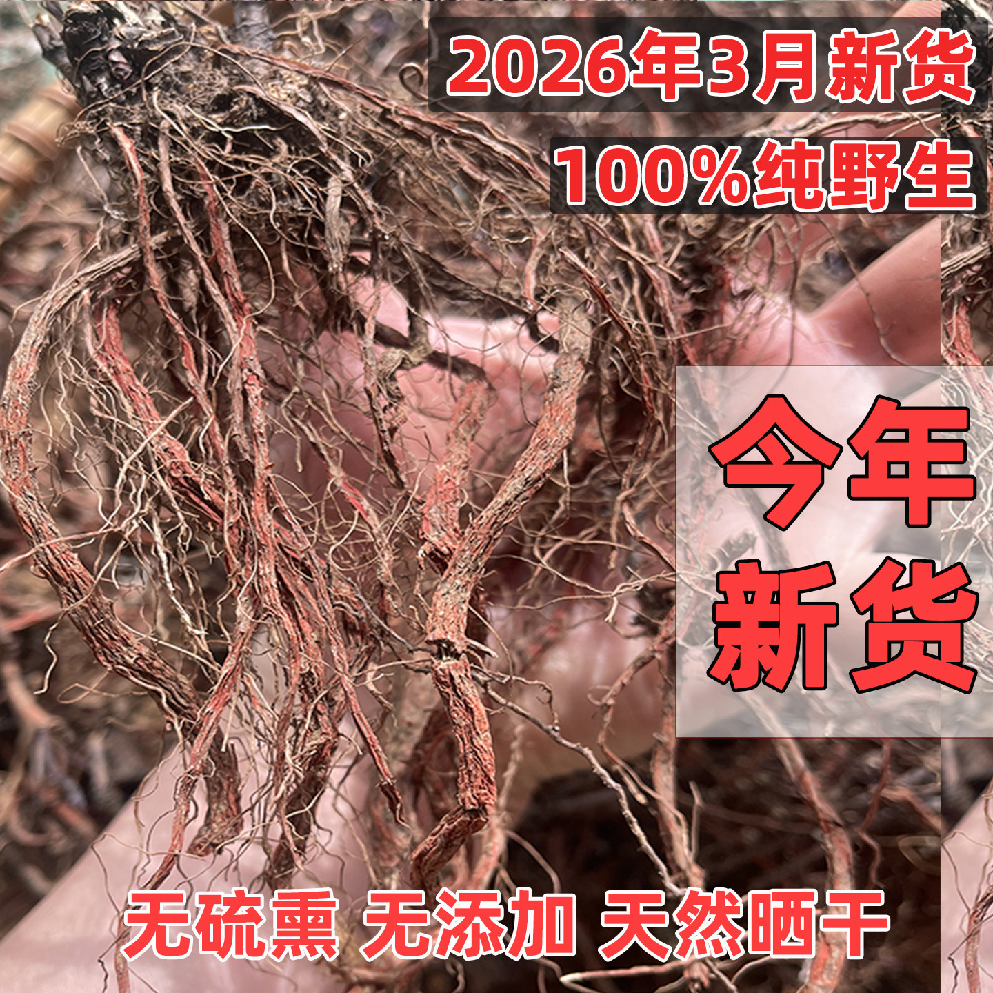 今年新货大别山纯野生丹参血参整根中药材新鲜干货散装无硫熏天然