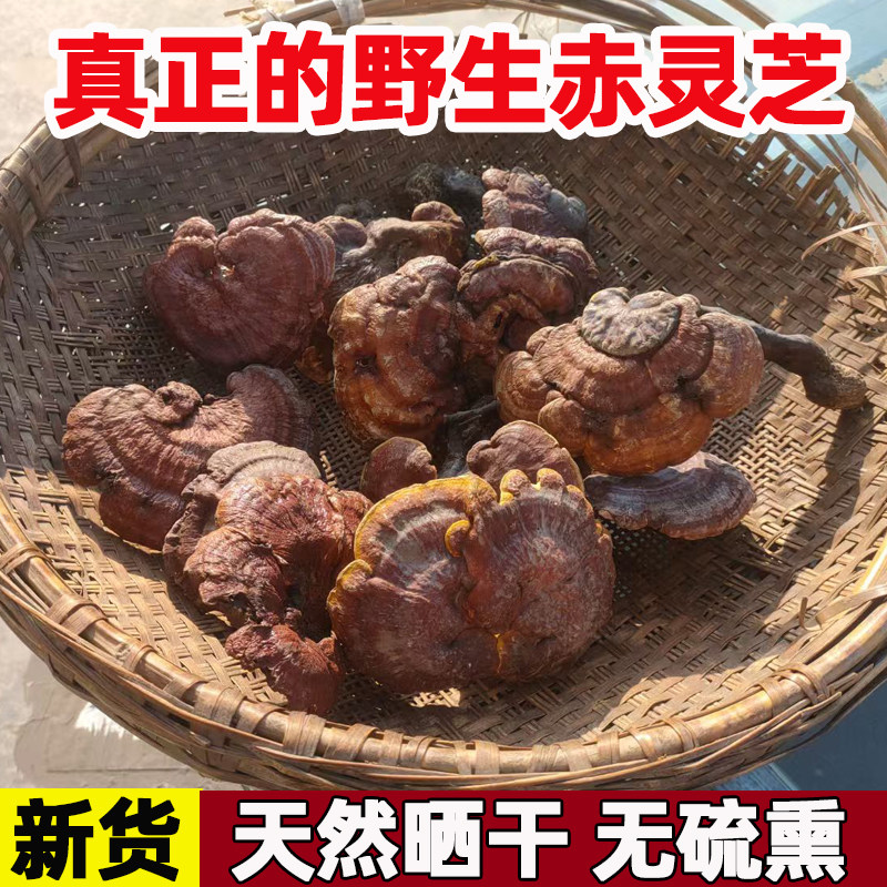 深山野生灵芝精选纯野生大个灵芝泡酒煲汤煮茶正品干货赤紫黑灵芝