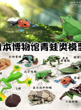 日本Colorata原装正品 青蛙类博物馆蟾蜍蛤蟆两栖爬行收藏品