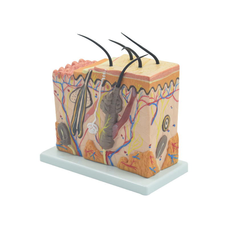 泰贵医学TG/XC313-2皮肤放大70倍模型美容整容皮表皮下解剖结构