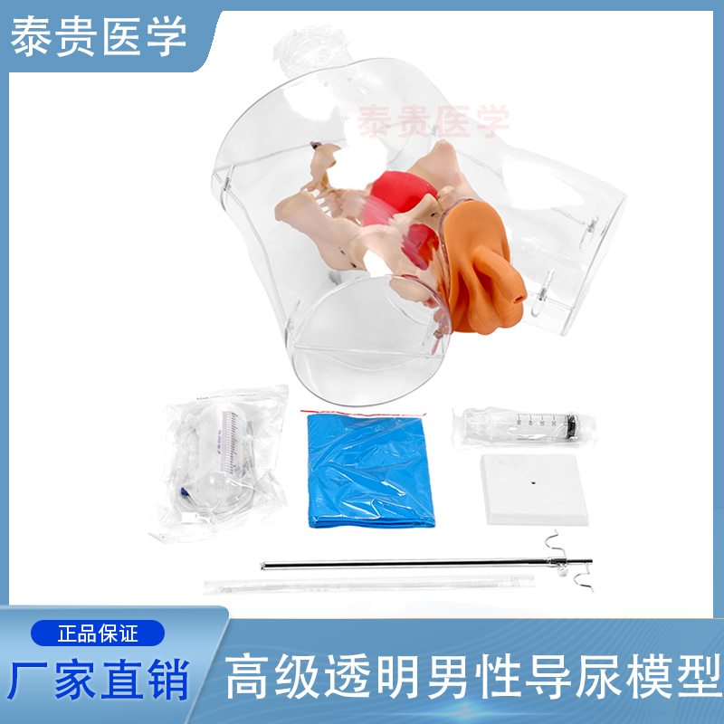 高级透明男性导尿模型殖器插管