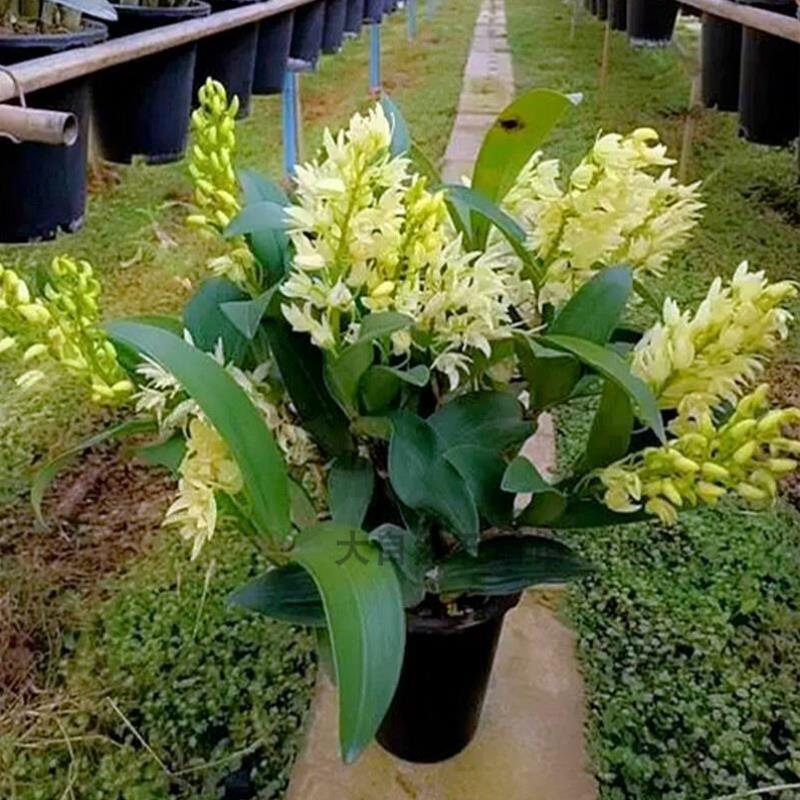 大明石斛石斛兰铁皮石斛洋兰绿植阳台附生兰盆栽浓香石斛兰花苗