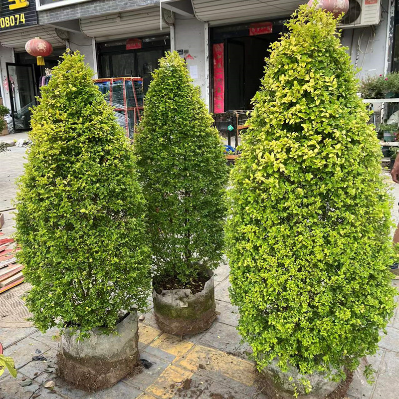 亮晶女贞棒棒糖川滇蜡树小叶亮金女贞造型树多头老桩花园花镜植物