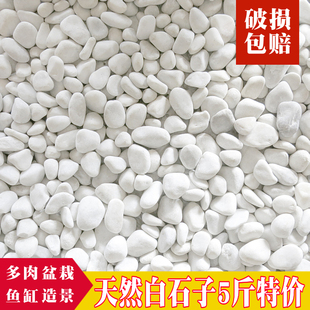 小白石子鹅卵石花盆多肉铺面日式枯山水庭院阳台造景装饰白色石头