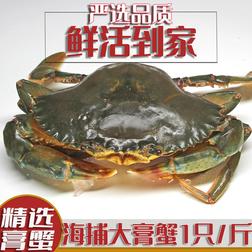 活体青蟹鲜活爆膏红鲟福建青蟹