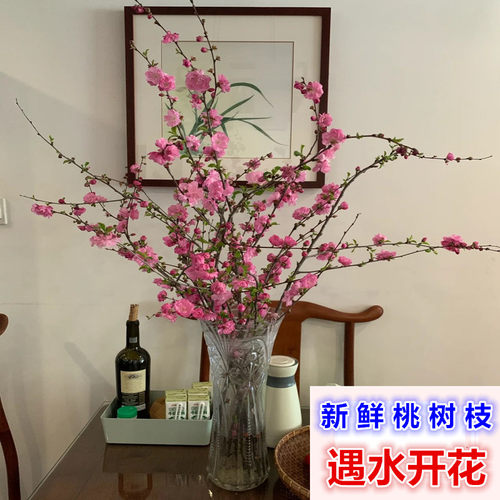 桃花枝泡水新鲜装饰遇水开花