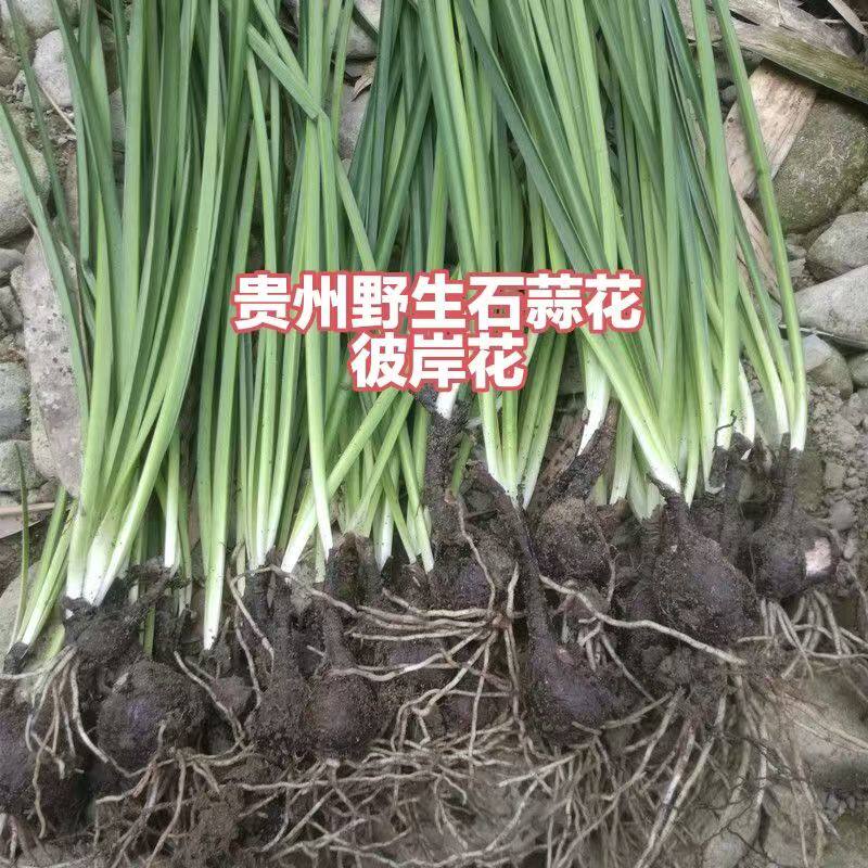贵州大山野生彼岸花石蒜曼珠沙华老鸭蒜独蒜龙爪花种球裸根中药材