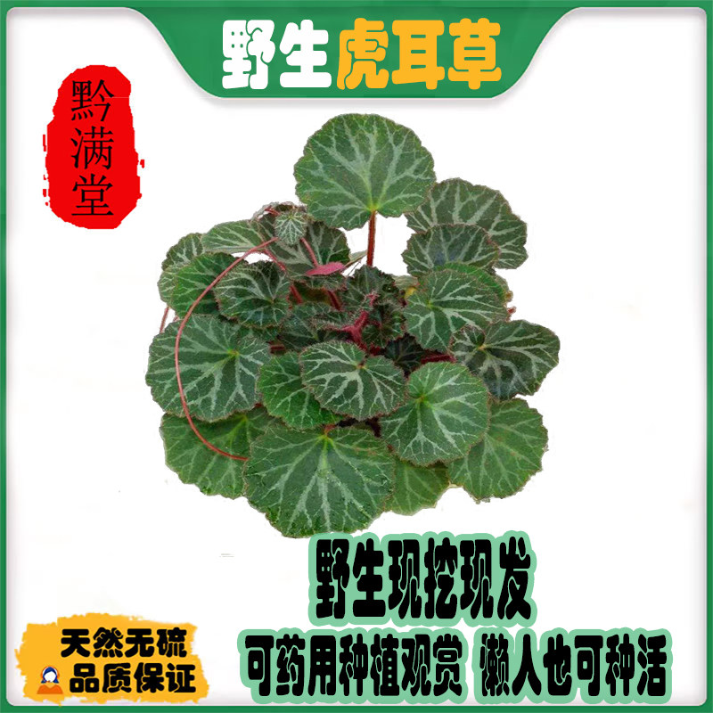 贵州野生新鲜采挖发货可药用可种植观赏天然虎耳草苗金丝荷叶