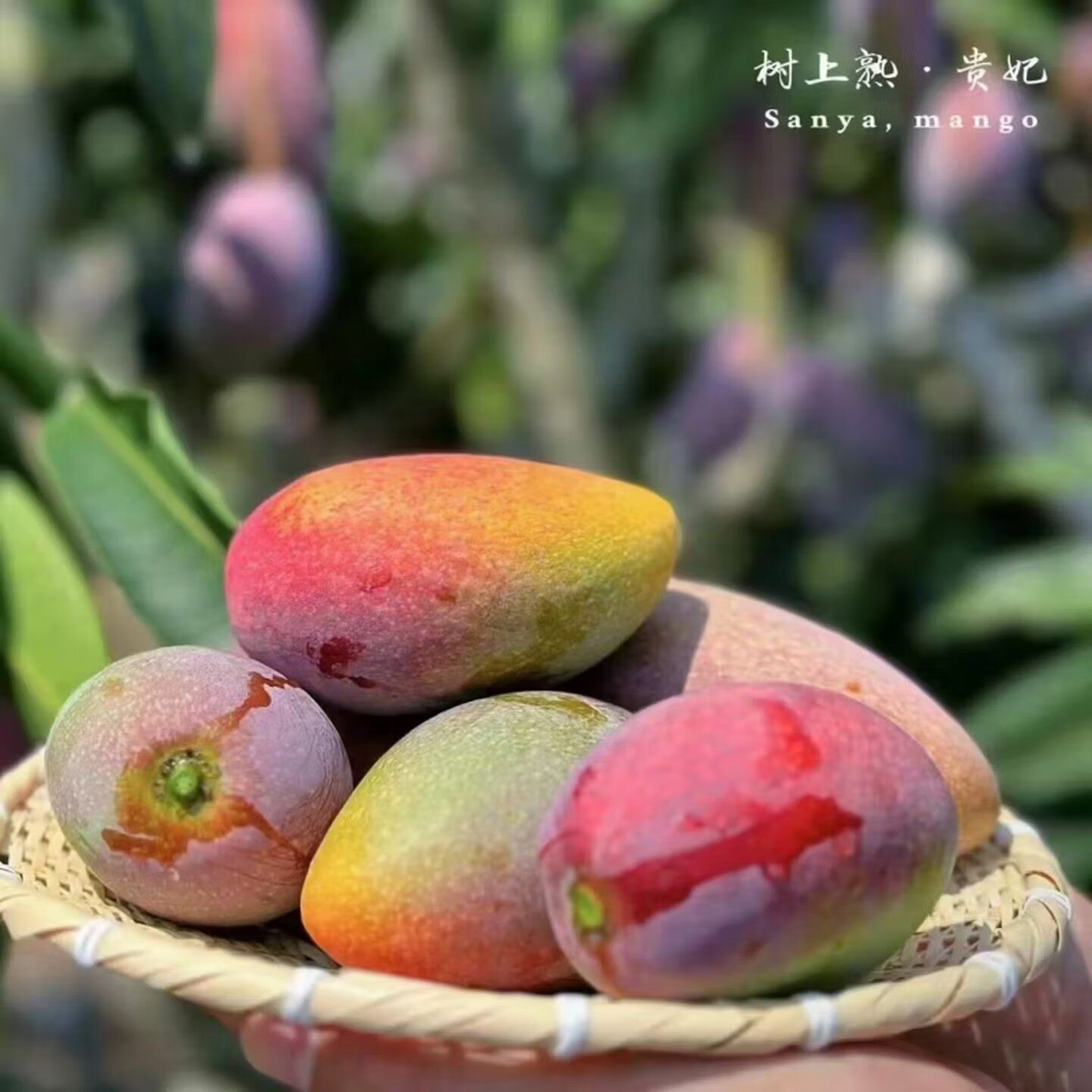 广西贵妃芒果需催熟芒果包邮新鲜水果芒贵妃芒应季水果肉厚薄核