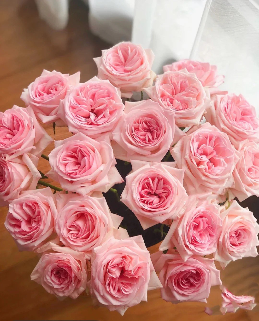 新品净化空气木本花卉非常容易切花月季粉荔枝  大花浓香,鲜花速递/花卉仿真/绿植园艺,月季/蔷薇/玫瑰,淘宝优惠券,粉丝福利购,淘宝优惠卷