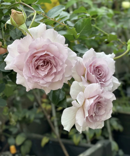 一加仑扦插中苗新浪潮原土原盆发货包邮