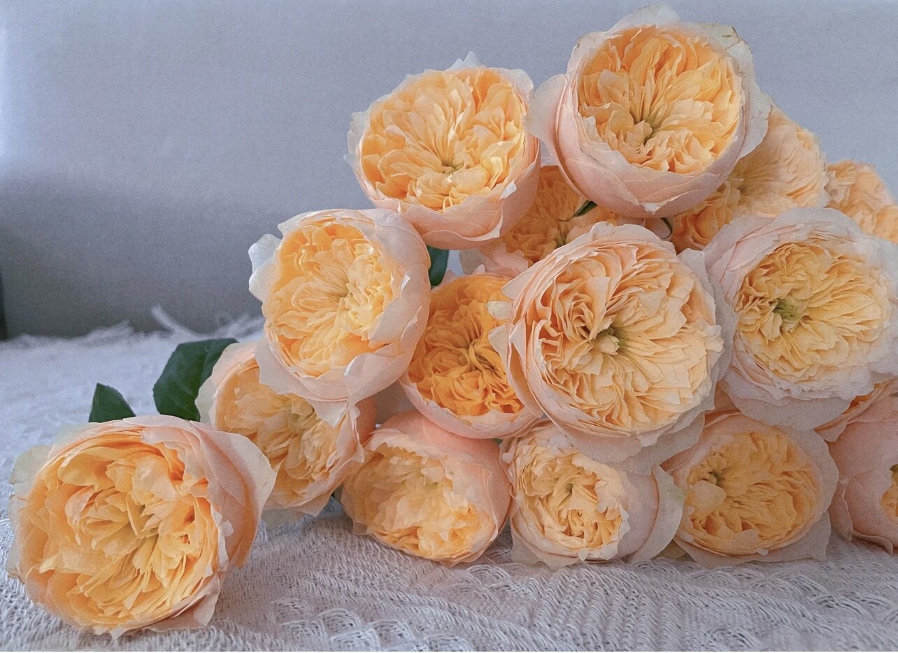 (黄蝴蝶)金色珊瑚心大花丰花月季盆栽庭院花卉 抗病耐热 小苗