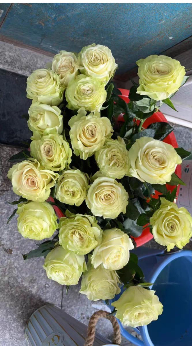 琉璃翠小苗 肯尼亚超新品进口切花卷心大花月季抗病绿植盆栽阳台,鲜花速递/花卉仿真/绿植园艺,月季/蔷薇/玫瑰,淘宝优惠券,粉丝福利购,淘宝优惠卷