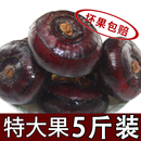 特大果地栗地梨农家水果蔬菜红中果马蹄果现挖 新鲜荸荠马蹄5斤1