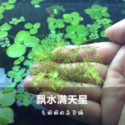 5cm水草缸价格 5cm水草缸图片 星期三
