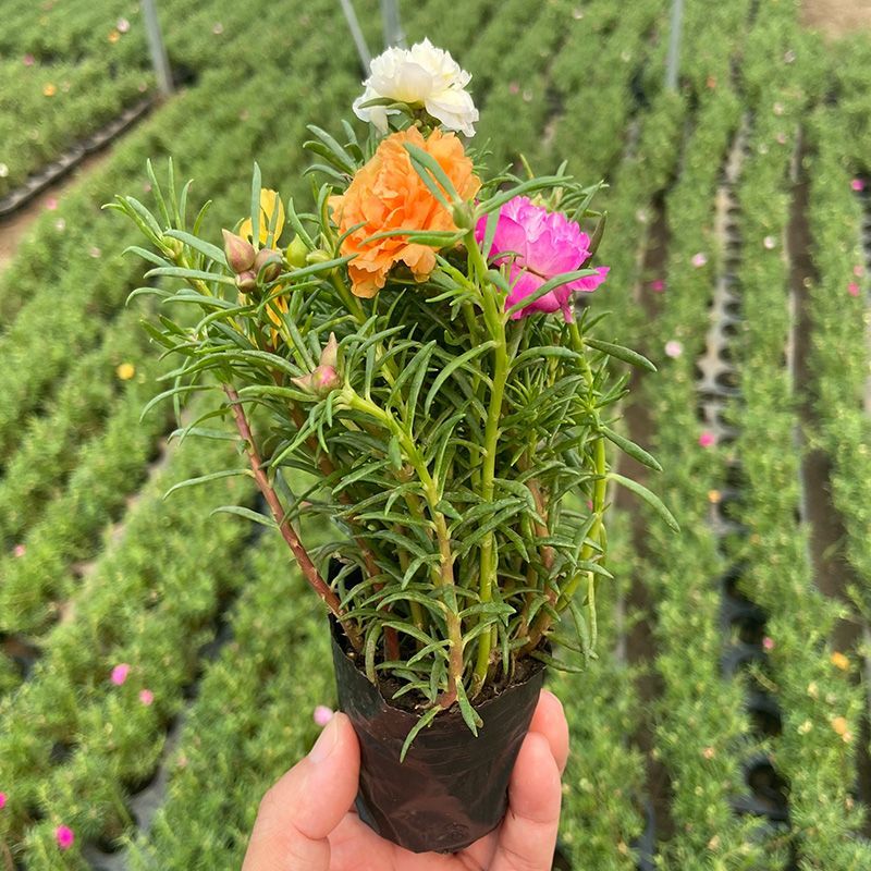 太阳花盆栽混色重瓣观花庭院阳台植物桌面花卉净化空气开花绿植