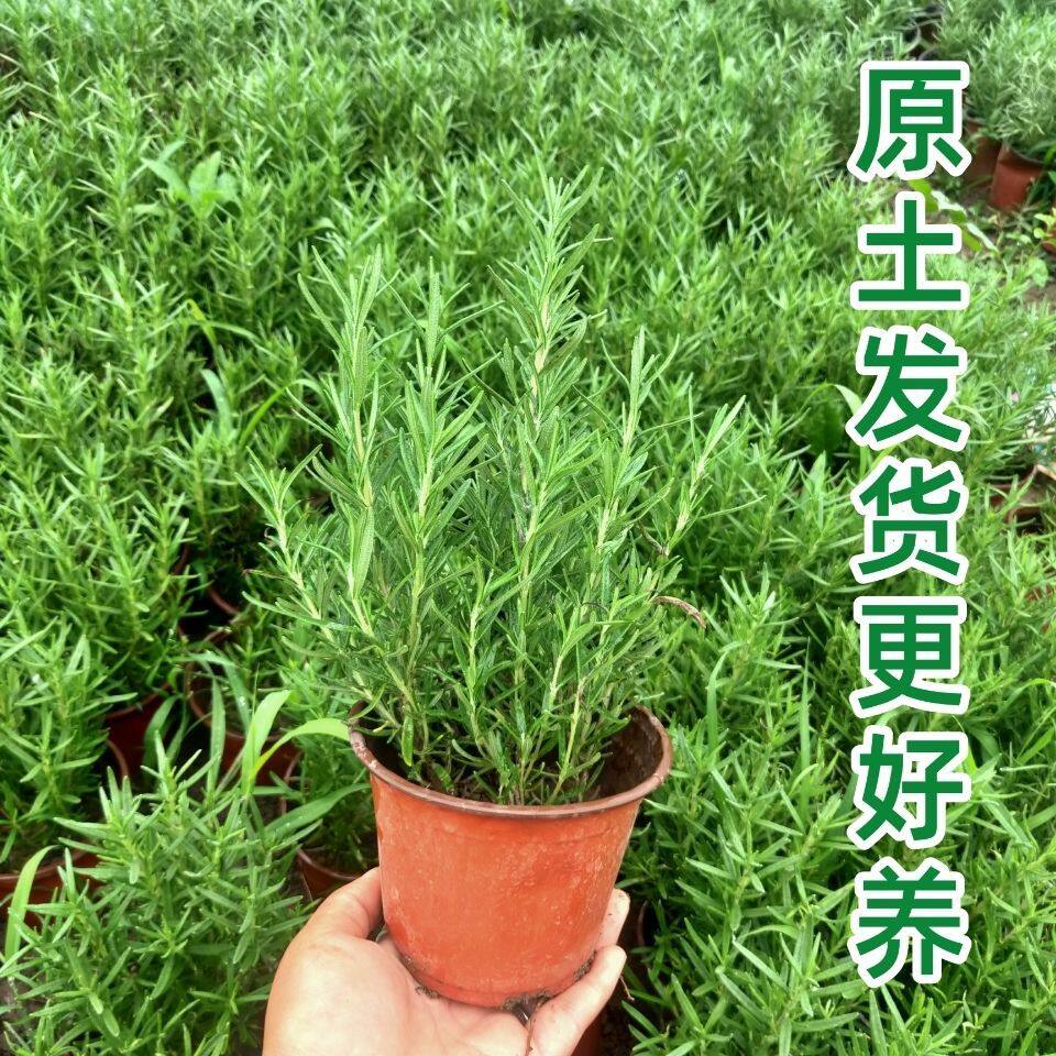 驱蚊虫可食用迷迭香室内盆栽带香味客厅净化空气好养懒人香草花卉