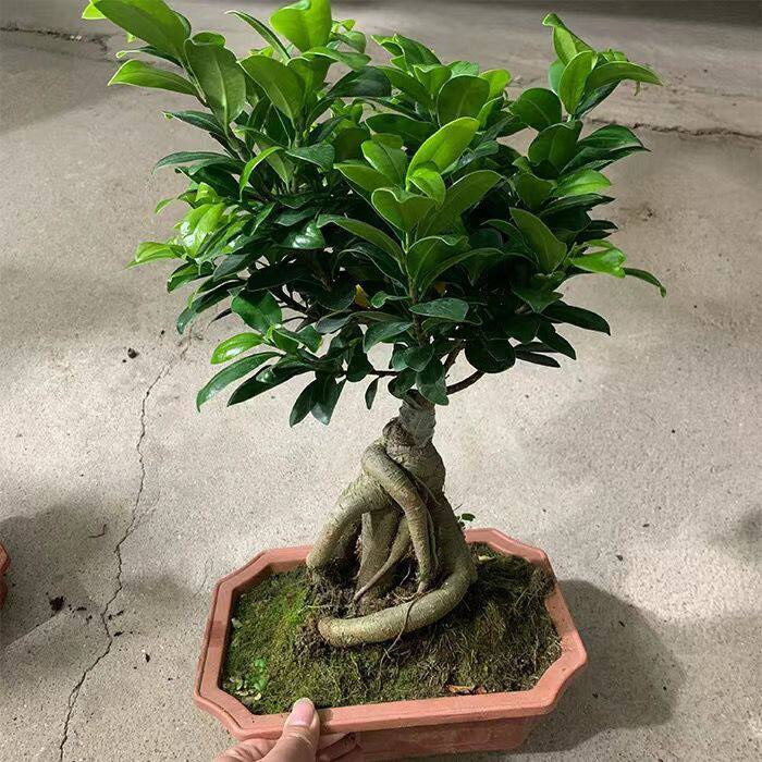 四季常青耐寒榕树造型树桩盆景苗室内植物人参榕小叶榕树盆栽绿植