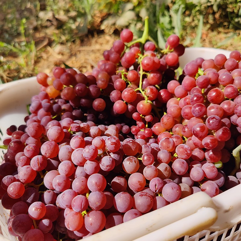 新疆葡萄吐鲁番玻璃翠葡萄新鲜应季水果胜无核白无籽红提脆甜顺丰