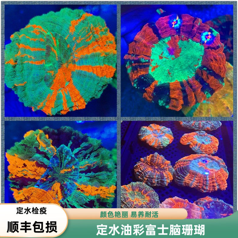 【海境水族】富士脑珊瑚软体油彩色红绿海鱼海缸新手LPS活体易养