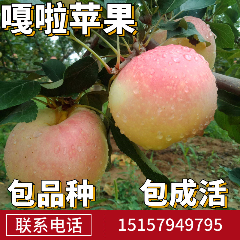 嘎啦苹果苗南北方庭院地栽糖心果树盆栽嫁接矮化苹果树苗当年结果