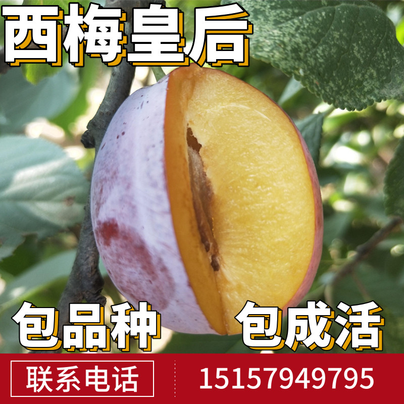 西梅皇后树苗南北方庭院地栽西梅树树苗盆栽嫁接李子果树当年结果
