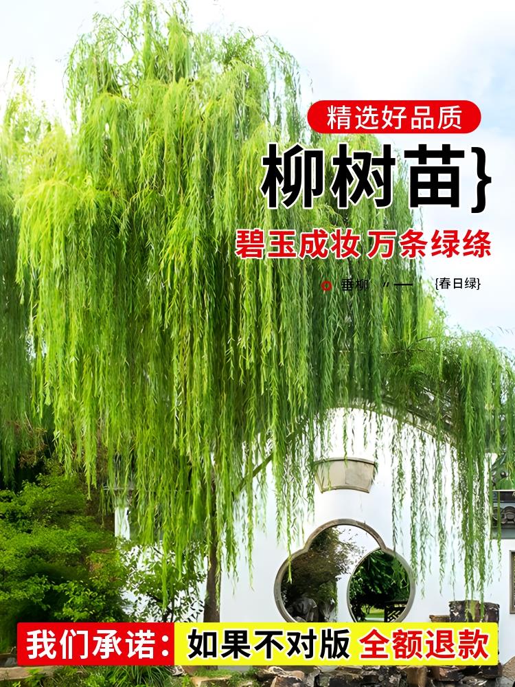 垂柳柳树树苗黄金柳青柳竹柳树苗公园绿化行道树风景树苗柳树小苗