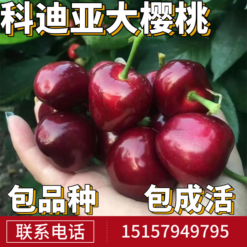 科迪亚大樱桃树樱桃苗南北方地栽果树盆栽嫁接车厘子树苗当年结果