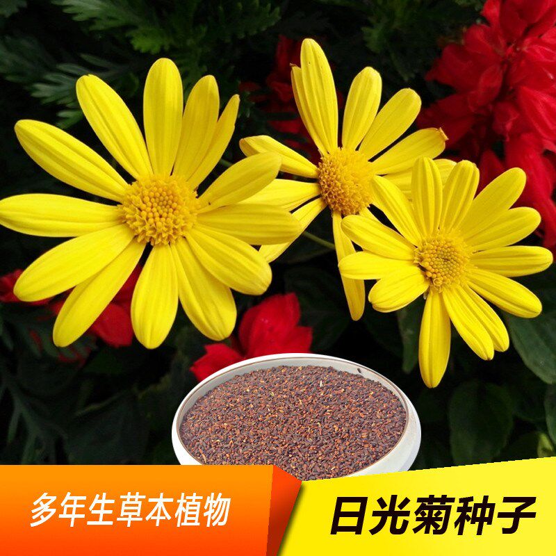 日光菊种子赛菊芋种籽庭院春秋播耐寒多年生花草园艺绿植花海盆栽