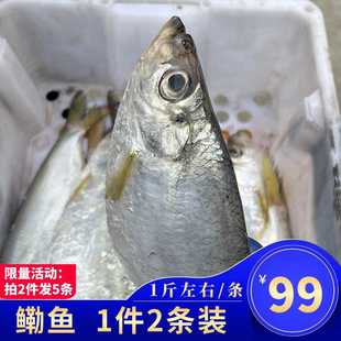 鲜白嘞鱼鳓鱼力鱼白嘞鱼相鱼东海舟山桐照海鲜1斤/条1件2条