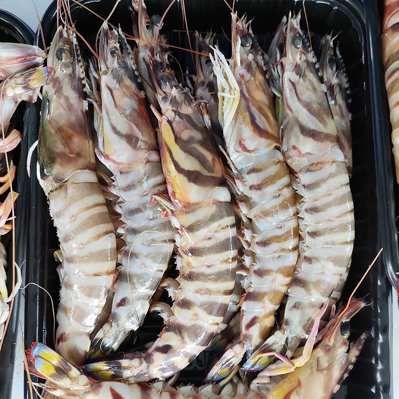 基围虾鲜活斑节虾特大九节虾新鲜竹节虾舟山海虾东海野生1斤8-9只