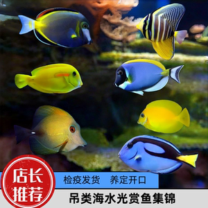 【蔚蓝珊语】海水观赏鱼蓝吊帆吊粉蓝吊三角吊七彩吊检疫开口饲料