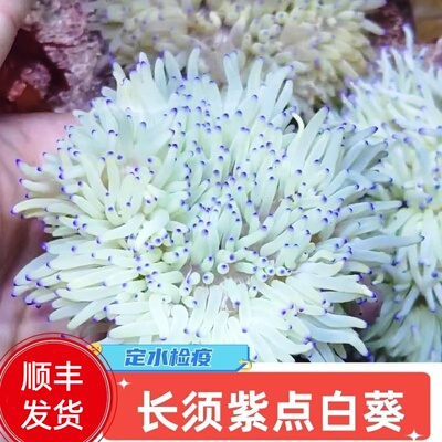 蔚蓝珊语紫点白葵奶嘴观赏海葵