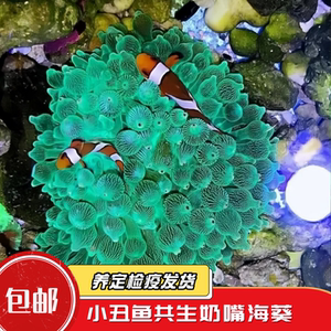 蔚蓝珊语奶嘴海葵珊瑚大合集