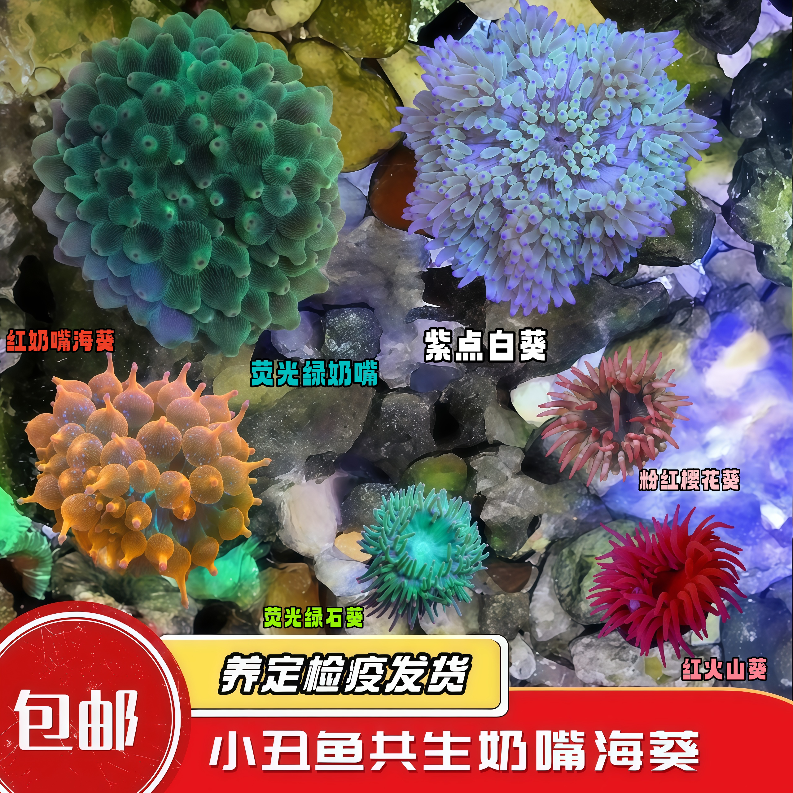 蔚蓝珊语奶嘴海葵珊瑚大合集