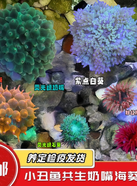 蔚蓝珊语奶嘴海葵珊瑚大合集