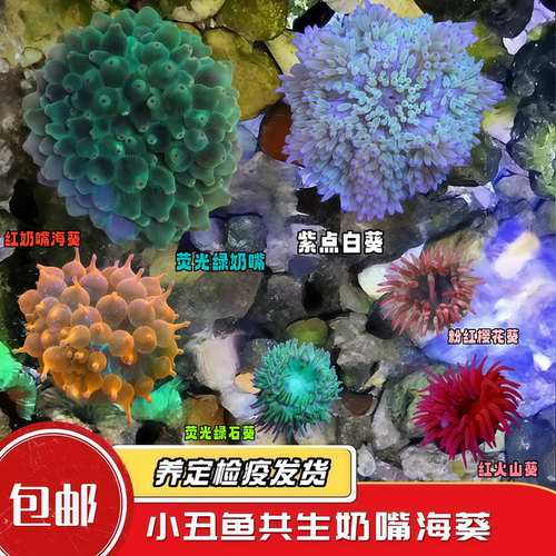 蔚蓝珊语奶嘴海葵珊瑚大合集
