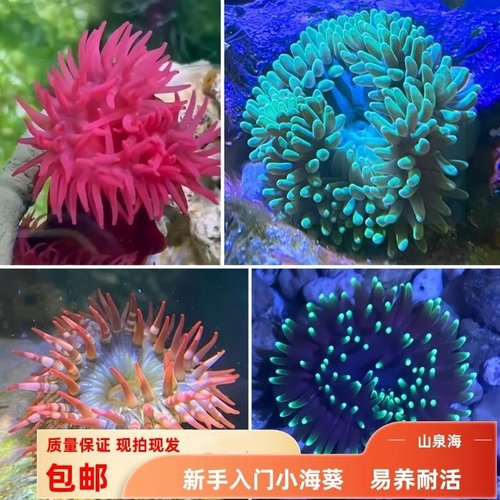 蔚蓝珊语海葵珊瑚原生葵新手观赏