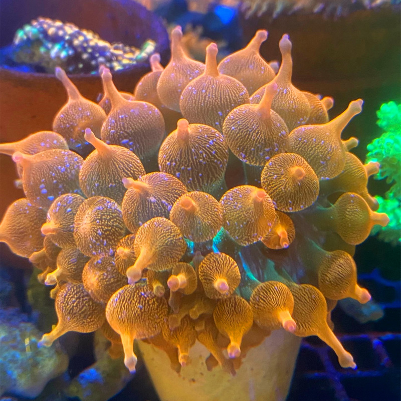 山泉海荧光红奶嘴雪花红海葵珊瑚
