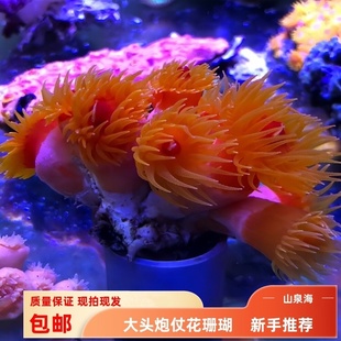 【蔚蓝珊语】炮仗花珊瑚海缸入门新手易养耐活NPS海水缸活体软体