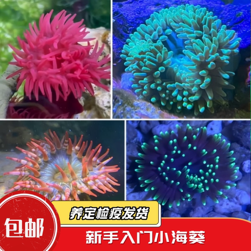 蔚蓝珊语海葵珊瑚原生葵新手观赏