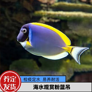海水观赏粉蓝吊鱼检疫养定