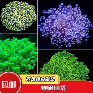 【蔚蓝珊语】蛙卵花瓶珊瑚荧光绿印尼软体双色提子海缸活体生物