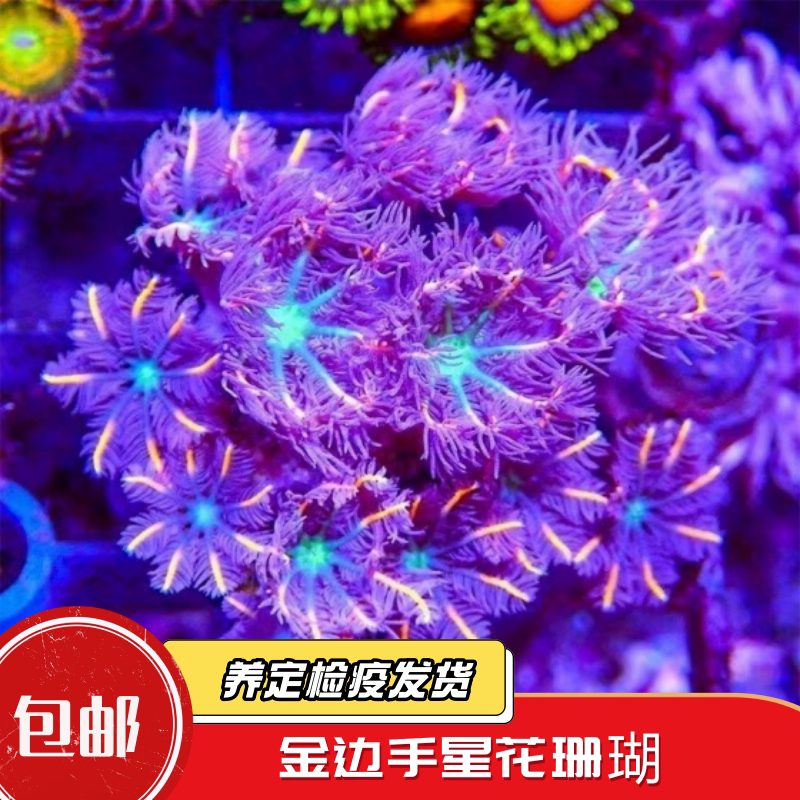 蔚蓝珊语手星花大金边软体珊瑚