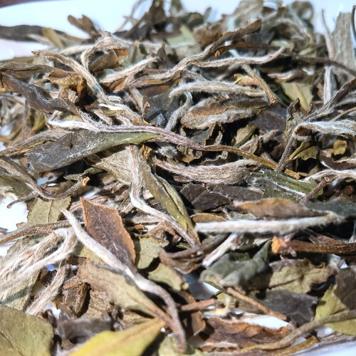 2021年大毫茶母树园王家洋神仙冈老茶树白牡丹二级500克纸盒装